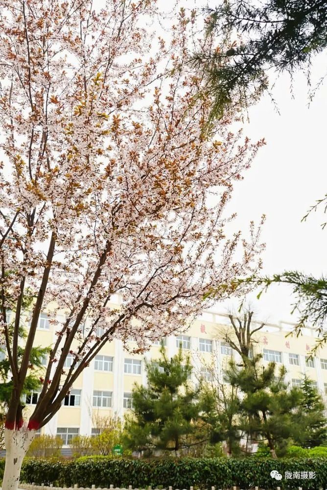 人间四月芳菲近西和二中春正浓