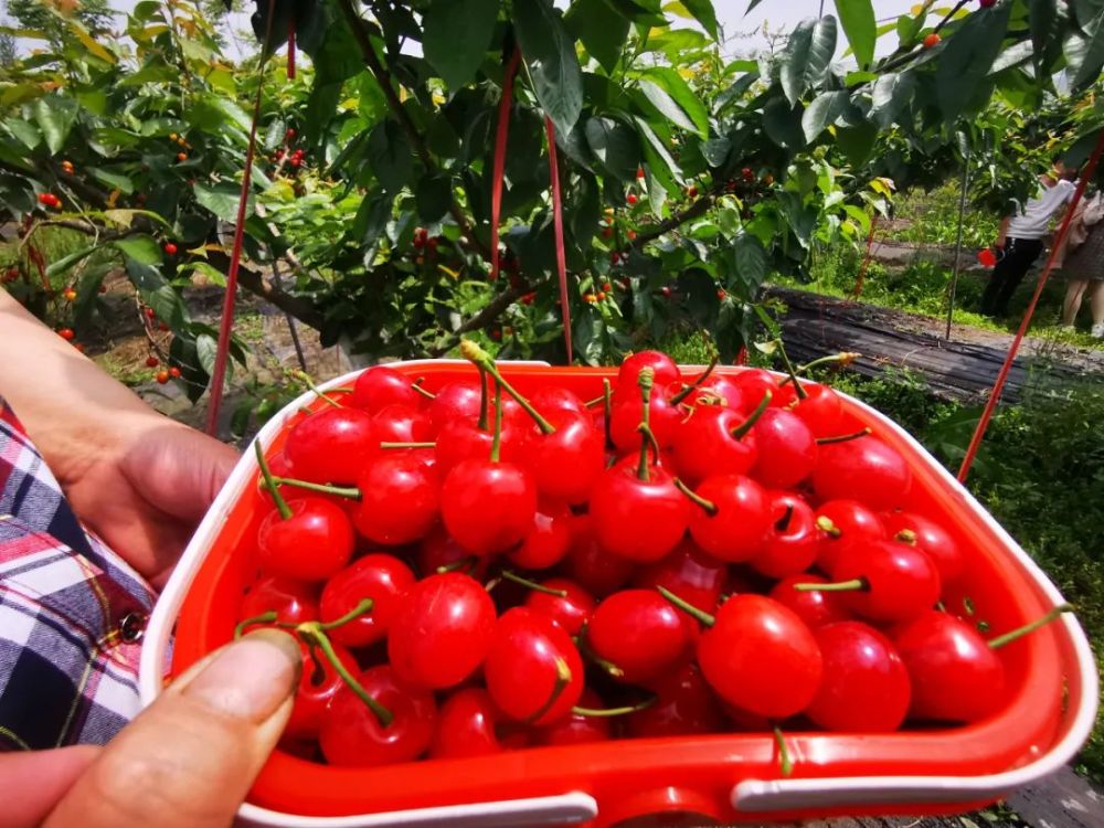 降降降!双流人表示最近太忙了!(文末有福利)