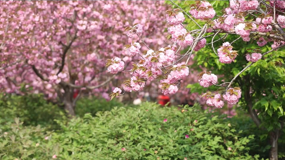 3000余株樱花浪漫盛开姜堤乐园游人如织