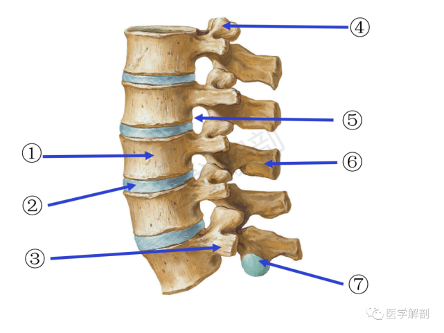 填图题 腰椎解剖
