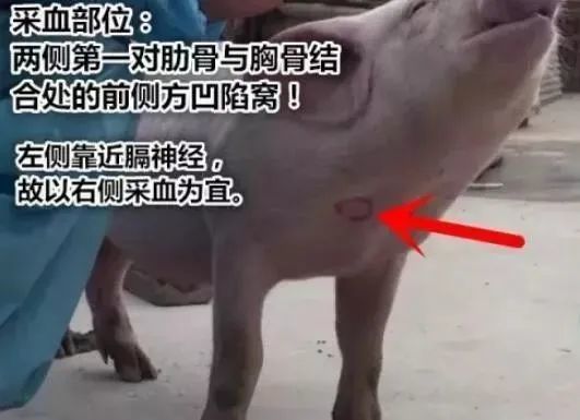 猪群发病,急需抽血送检,不会采血怎么办?_腾讯新闻