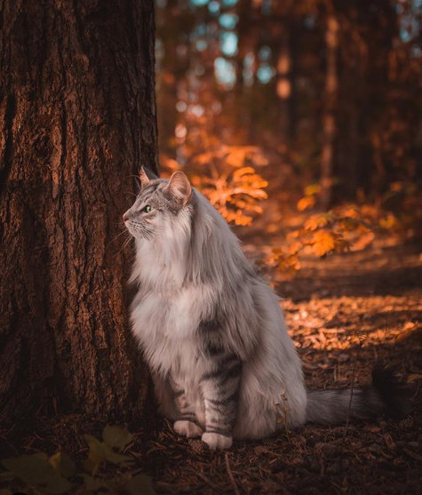 爱了,仿佛传说中的猫仙!