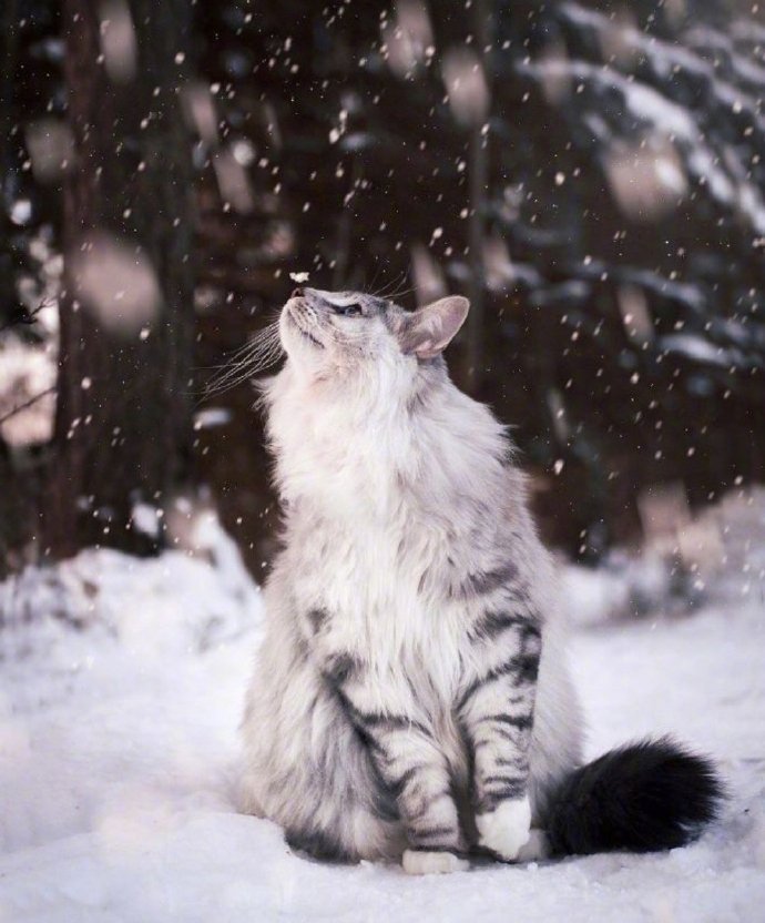 爱了,仿佛传说中的猫仙!