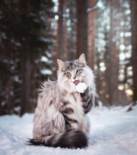 爱了,仿佛传说中的猫仙!