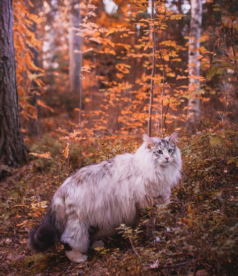 爱了,仿佛传说中的猫仙!