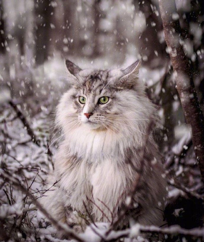 爱了,仿佛传说中的猫仙!