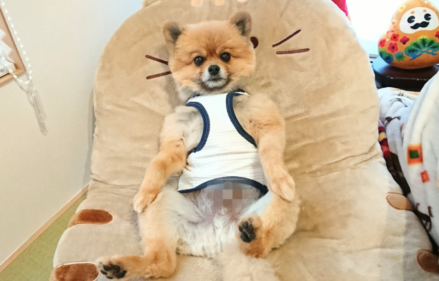 狗届内卷严重,博美竟练出六块儿腹肌!