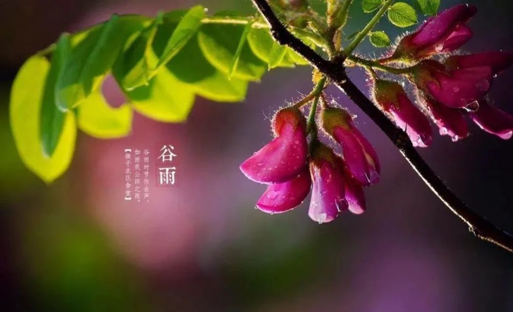 穀雨節氣祝福短信雨在下百花開祝願你幸福開心樂開懷