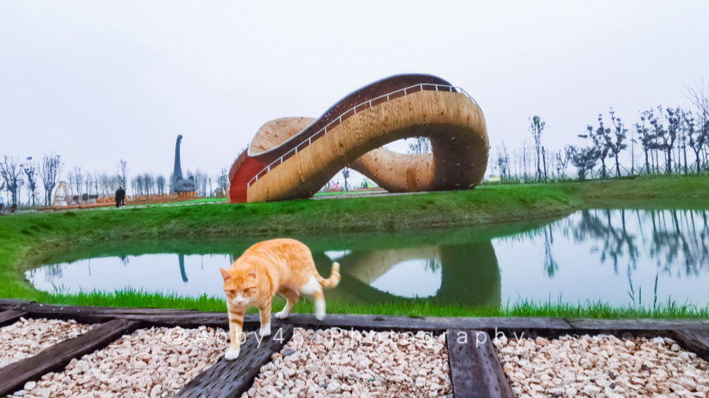 江苏淮安有个神奇的肥猫岛不仅是猫的世界更是铲屎官的天堂