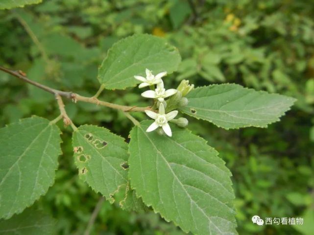 小花扁擔杆grewiabilobavarparviflora