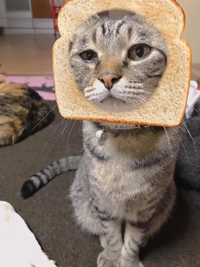 当猫咪加了吐司特效,好想一口咬下去