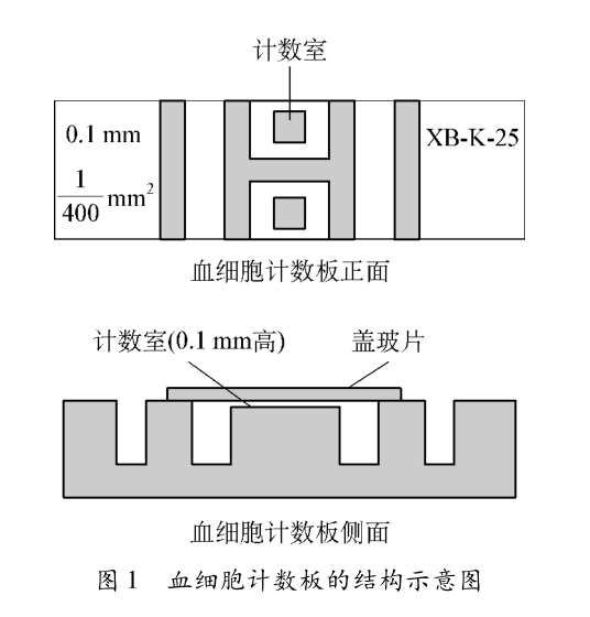 【教学参考】血球计数板的有关解读|细胞|ml|希利