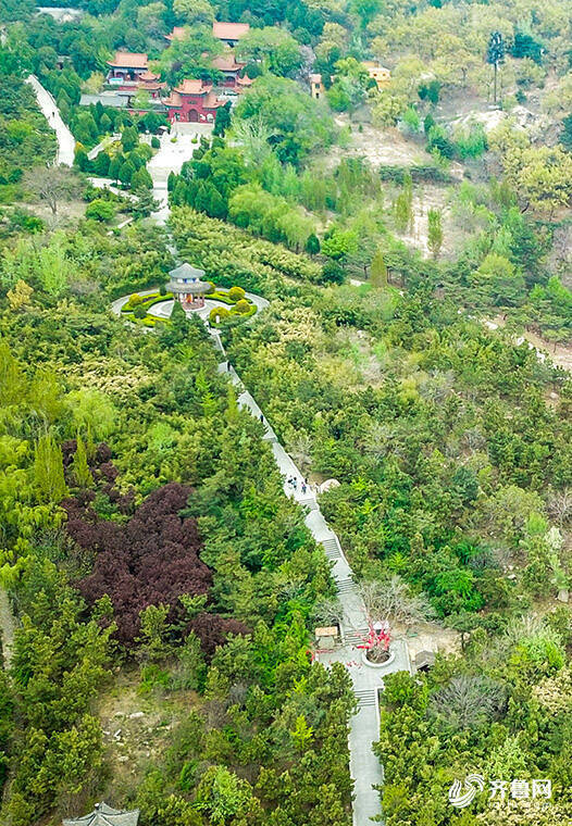 飛吧山東丨新泰新甫山300餘畝芝櫻花海醉遊人