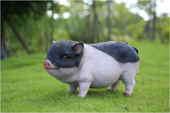 生肖猪:属猪人的最佳配偶,真是天生的一对,一生福气满满!