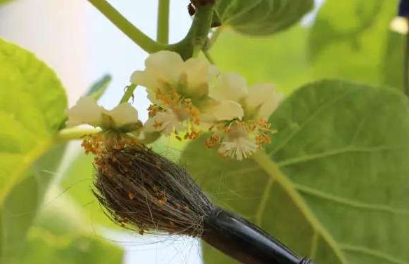 疏花|花蕾|果实|猕猴桃|疏蕾