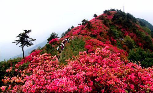 最美不过四月天江西的首选赏花地十里杜鹃花开不要错过