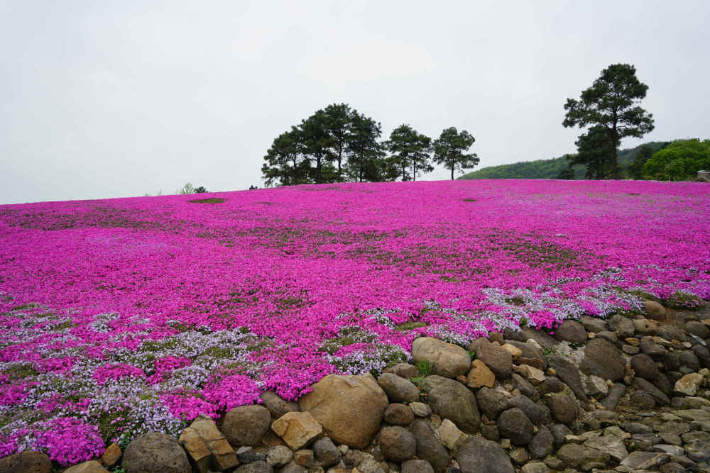 芝櫻花海芝櫻小鎮位於鎮江市句容市天王鎮金山村,是集農業休閒觀光,有