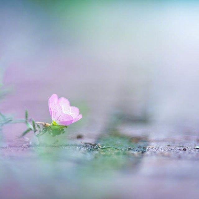 早安短句配图温暖美好你最喜欢哪句