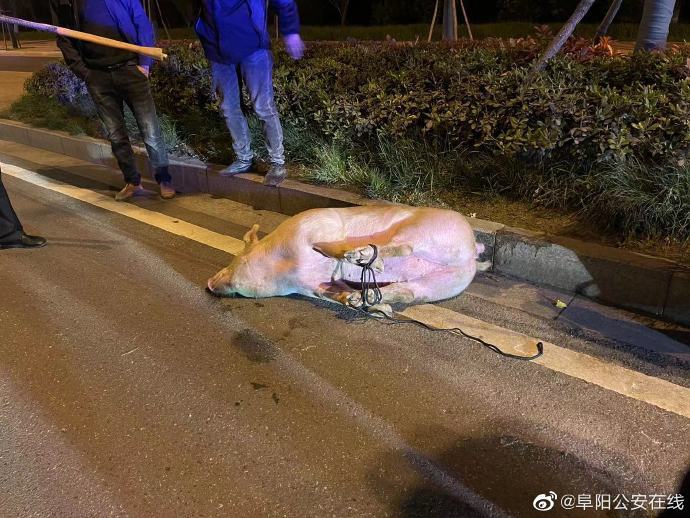 阜阳二师兄散步阻路警民携手捆猪消隐患