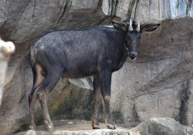 浙江大爷发现一只四不像专家赶到现场要求封锁村子