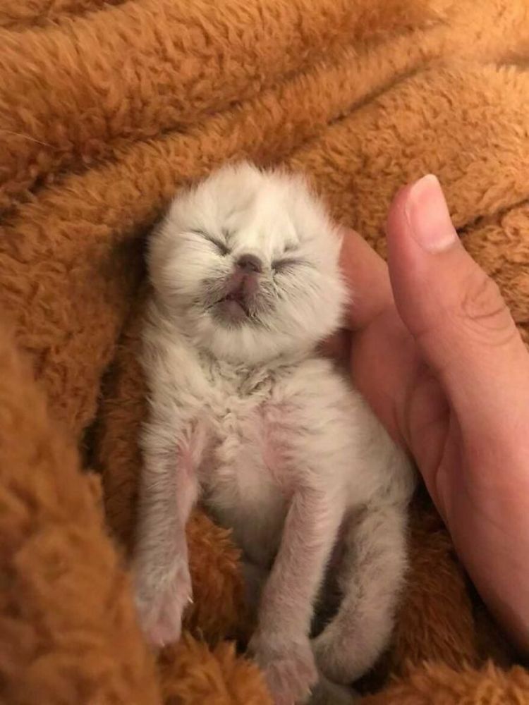 罕见国外刚出生的小猫天生缺陷面似老爷爷胡须花白太可爱了