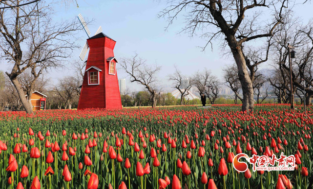 临夏永靖:"郁"见美好 邂逅最美花海|临夏|郁金香|刘家峡|永靖县