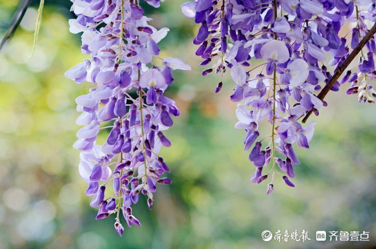 花开齐鲁|济南泉城公园紫藤花又开!花色淡雅,似锦如霞_腾讯新闻
