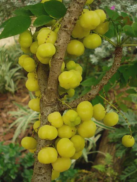 西印度醋栗原产马达加斯加,形似小灯笼.