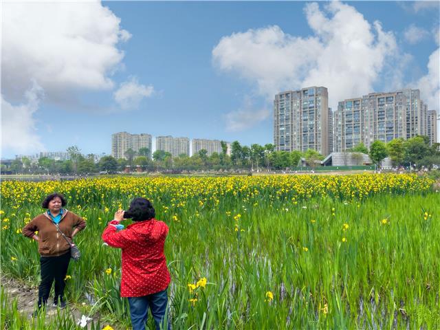 幸福富贵 的祝福 菖蒲今年在成都高新锦城湖提前绽放 腾讯新闻