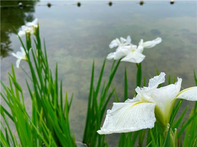 幸福富贵 的祝福 菖蒲今年在成都高新锦城湖提前绽放 腾讯新闻