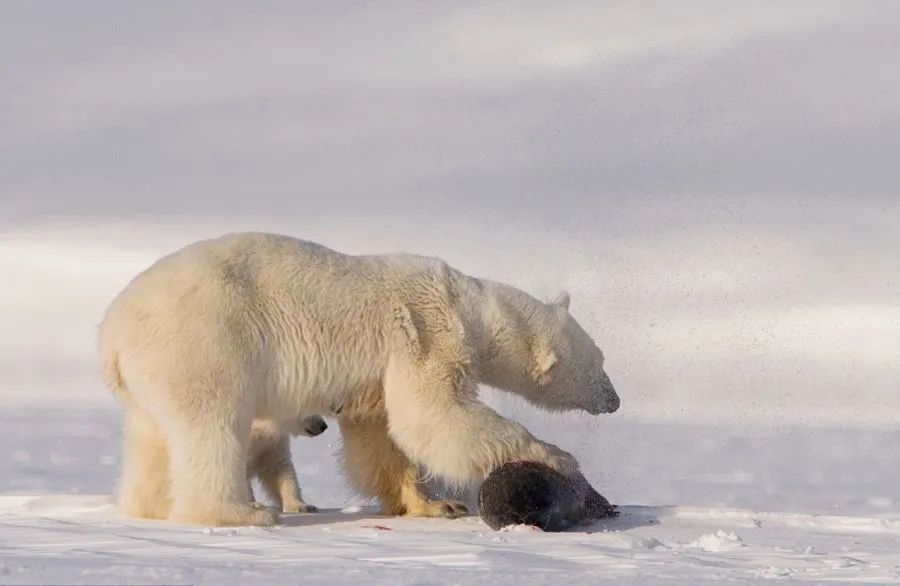 北极熊可以去南极大陆生活吗不能主要是因为它