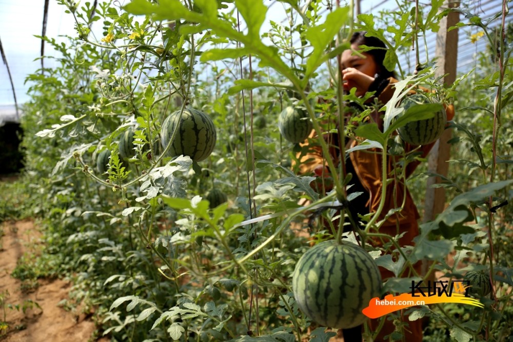 高清组图河北肃宁西瓜藤上挂瓜农笑开颜