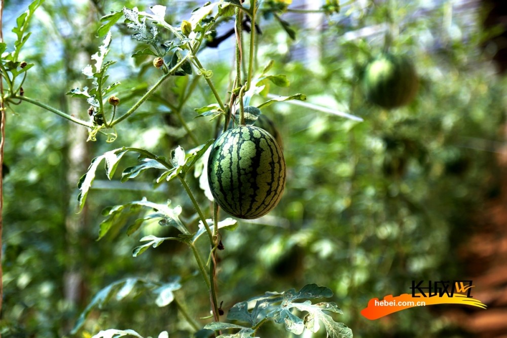 高清组图河北肃宁西瓜藤上挂瓜农笑开颜