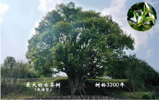 创纪录10公斤茶青采摘权拍出10680000元云南3200年古茶树今日开采