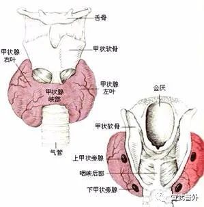 我们每个人的颈部,气管两旁都长有一个形似蝴蝶的腺体,名为甲状腺,在