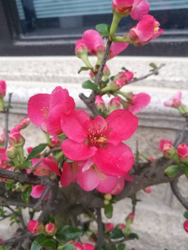 常见的海棠开花后像美人颜值一个比一个高