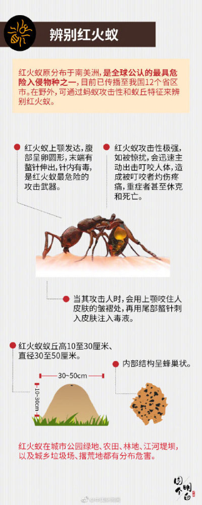 小心这种红蚂蚁千万不要碰