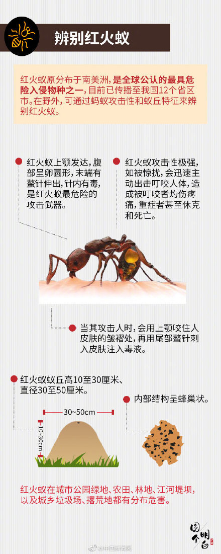 小心这种红蚂蚁千万不要碰