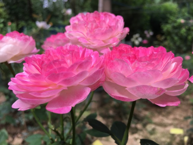 你的阳台还有位置吗 养棵 和室 吧 花朵又美又香 四季有花赏 和室 月季花 盆栽