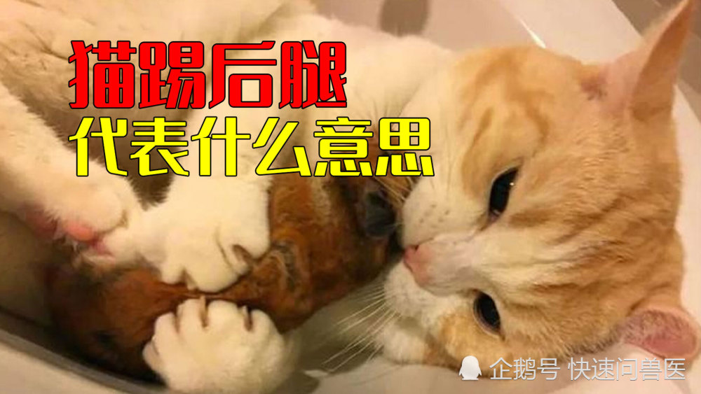 被猫咪后腿踢得好疼 猫咪不停地踢腿代表什么意思 腾讯新闻