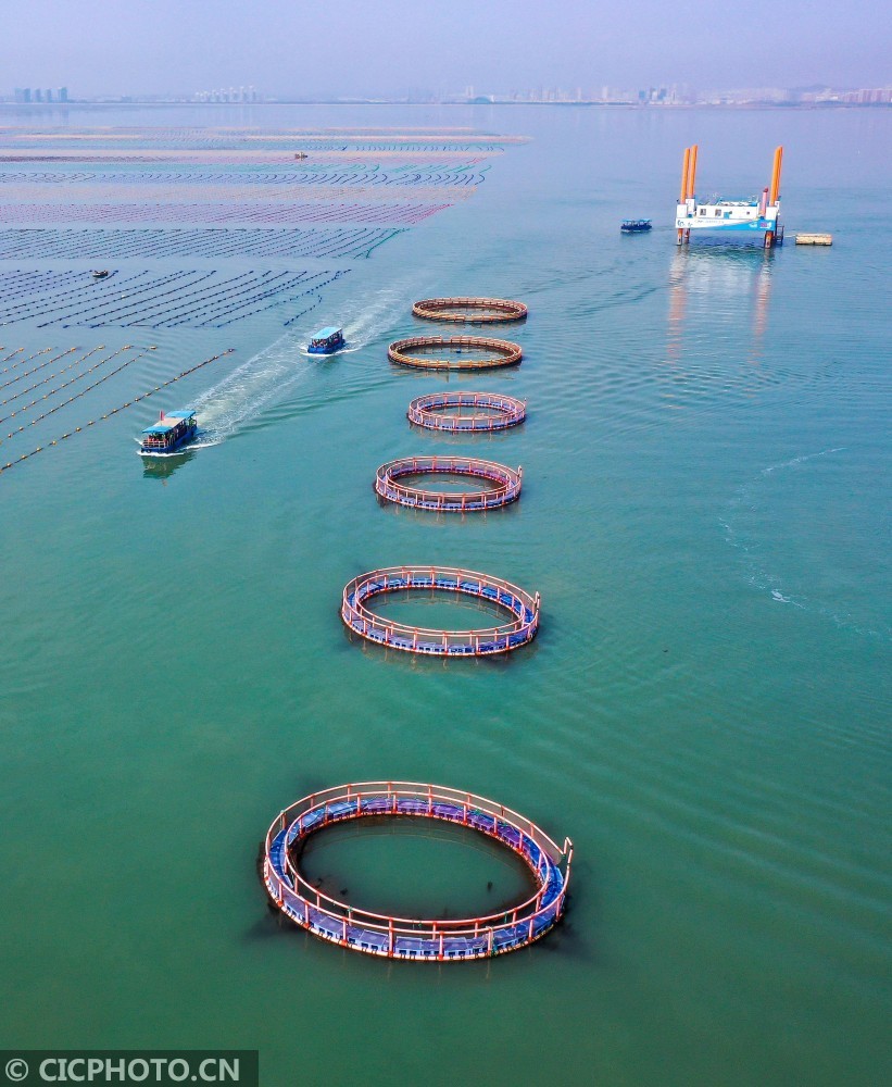 山东荣成海洋牧场迎客来