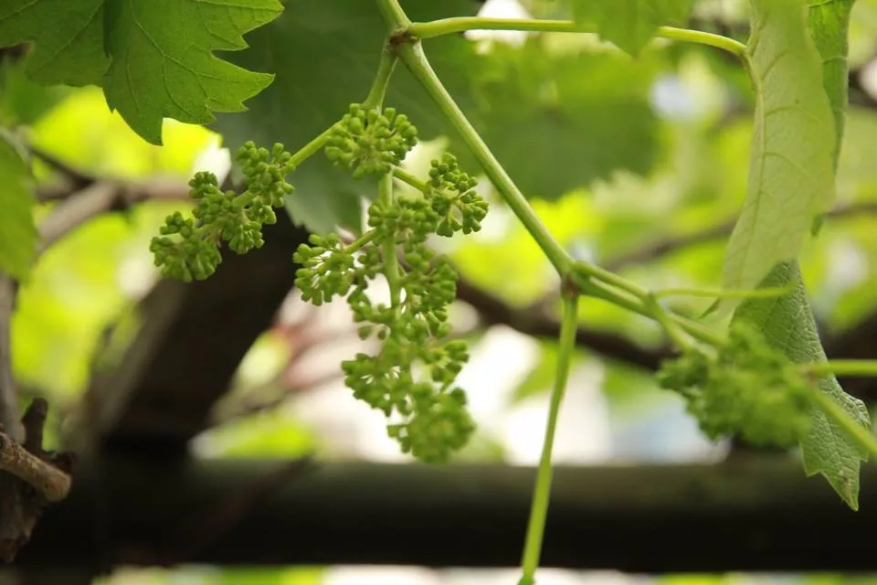 葡萄开花前后常见的操作误区这都是接下来管理的重点
