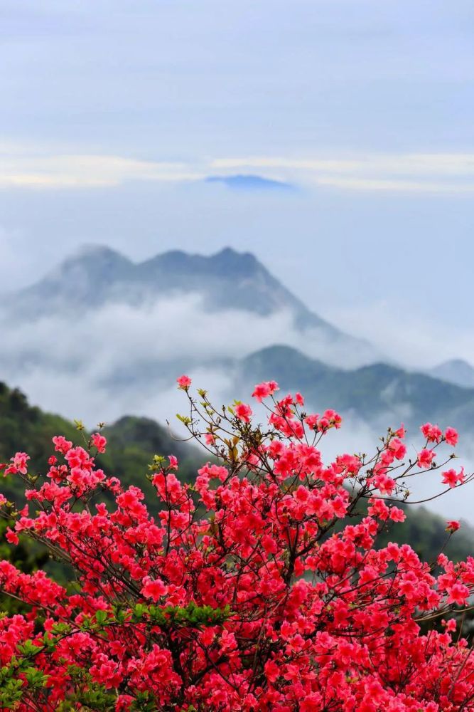 春游江淮请您来最美人间四月天杜鹃花开映山红六安邀您来赏花