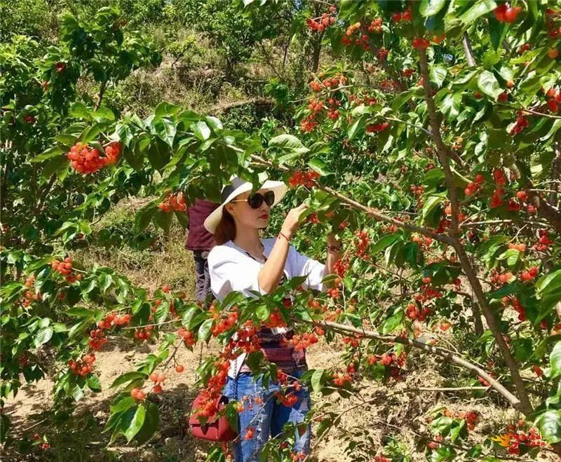 到紫溪山摘樱桃,游客可以到紫溪彝村逛一逛,看看如诗如画的田园风光.