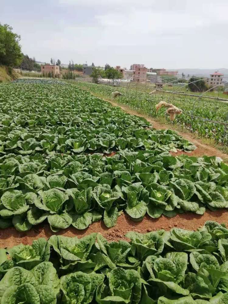 化龙村200吨滞销白菜找销路