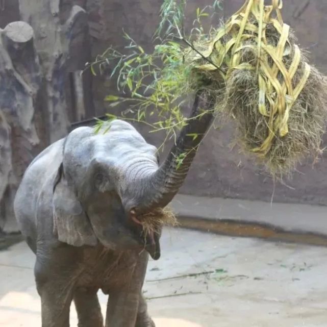 我们该如何逛动物园