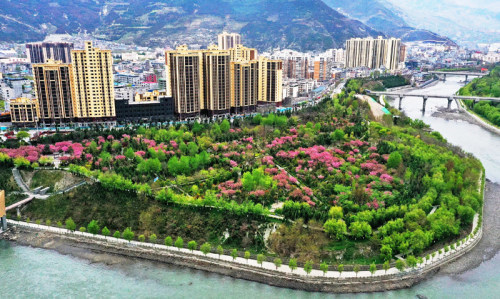 茂縣半島公園櫻花綻放組圖