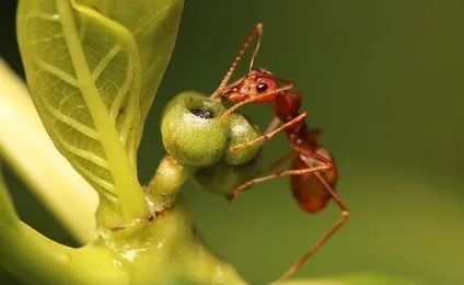 红火蚁的天敌怕什么图片