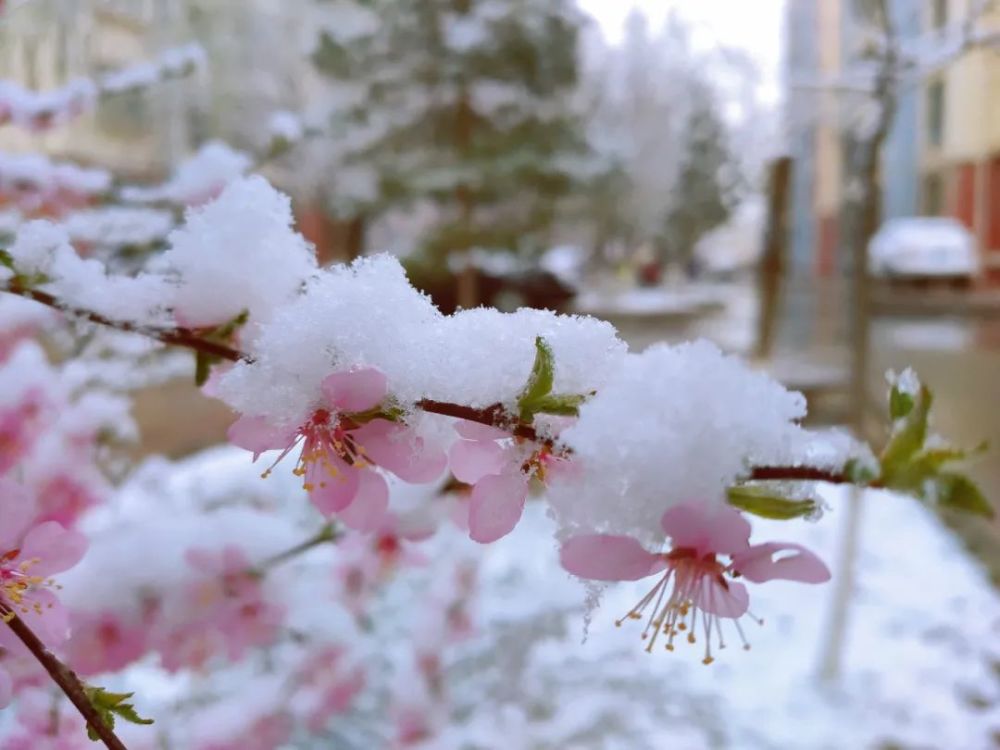 赞美春天雪景图片