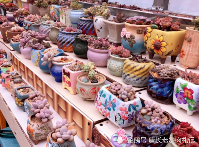 花店里的多肉看起来很漂亮并非都是因为店主养得好还可能有其它原因